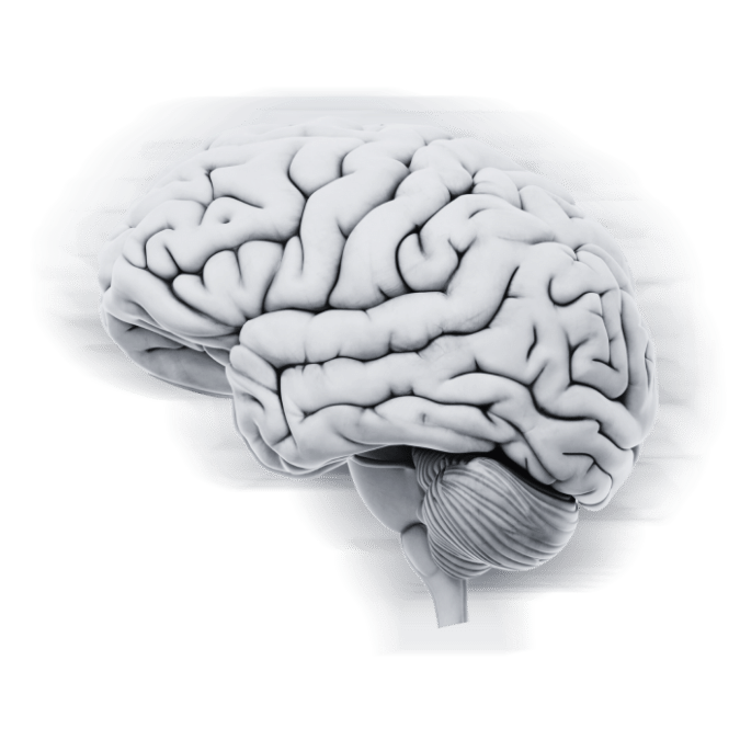 Cérebro Destaque - Habilidade Cognitivas